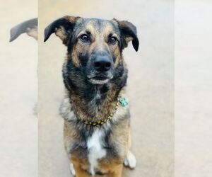 German Shepherd Dog-Unknown Mix Dogs for adoption in Houston, TX, USA