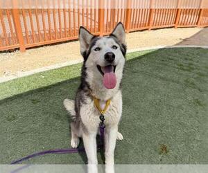 Siberian Husky-Unknown Mix Dogs for adoption in Las Vegas, NV, USA