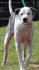 Medium Photo #1 Australian Shepherd-Unknown Mix Puppy For Sale in Columbus, GA, USA