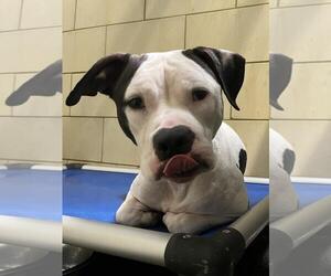 American Pit Bull Terrier Dogs for adoption in Woodland, CA, USA