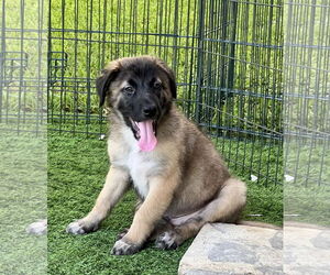 Labrador Retriever-Unknown Mix Dogs for adoption in Royal Palm Beach, FL, USA