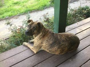 Small Labrador Retriever-Plott Hound Mix