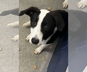 Labrador Retriever-Unknown Mix Dogs for adoption in Sterling, MA, USA