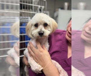 Maltese-Poodle (Standard) Mix Dogs for adoption in San Diego , CA, USA