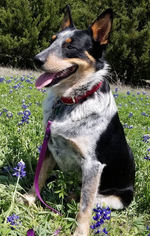 Mutt Dogs for adoption in Forreston, TX, USA