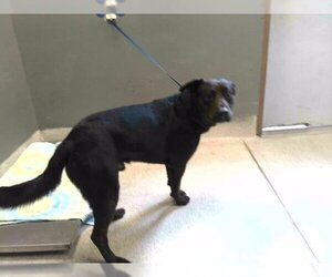 Labrador Retriever Dogs for adoption in Tallahassee, FL, USA