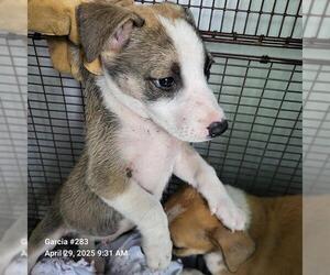 Mutt Dogs for adoption in San Antonio, TX, USA