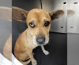 Mutt Dogs for adoption in San Antonio, TX, USA