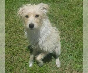 Cairn Terrier Dogs for adoption in Gainesville, FL, USA