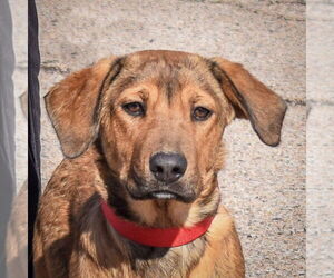 Coonhound-Labrador Retriever Mix Dogs for adoption in Huntley, IL, USA