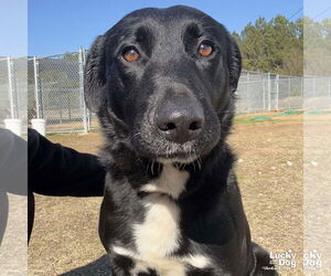 Retriever -Unknown Mix Dogs for adoption in Washington, DC, USA