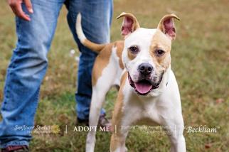 American Bulldog Dogs for adoption in Fredericksburg, VA, USA