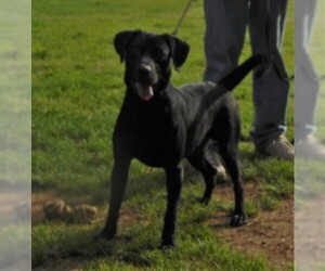 Labrador Retriever Dogs for adoption in Holly Hill, SC, USA