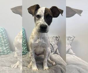 Boxer-Unknown Mix Dogs for adoption in Pryor, OK, USA