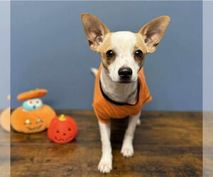 Chihuahua-Unknown Mix Dogs for adoption in Lakewood, CO, USA