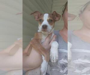 Rat-Cha Dogs for adoption in New Hampton, NY, USA