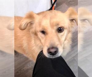 Golden Retriever-Unknown Mix Dogs for adoption in Mission Viejo, CA, USA
