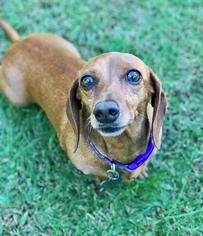 Dachshund Dogs for adoption in Lake Elsinore, CA, USA