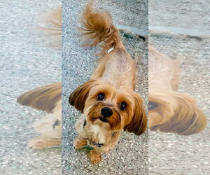 Medium Photo #3 Maltese-Unknown Mix Puppy For Sale in Mission Viejo, CA, USA