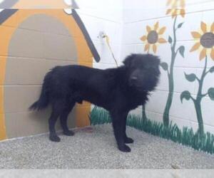 Chow Chow Dogs for adoption in San Bernardino, CA, USA