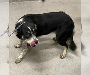Border Collie-Unknown Mix Dogs for adoption in Modesto, CA, USA