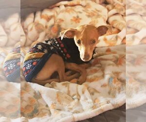 Medium Photo #1 Chiweenie Puppy For Sale in Albuquerque, NM, USA