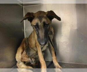 Mutt Dogs for adoption in Riverside, CA, USA