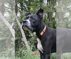 American Pit Bull Terrier-Labrador Retriever Mix Dogs for adoption in Ball Ground, GA, USA