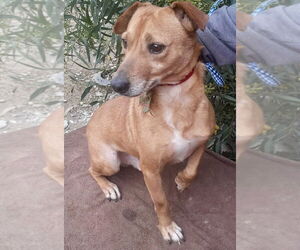 Chihuahua Dogs for adoption in San Diego, CA, USA