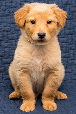 Medium Photo #1 Labrador Retriever Puppy For Sale in Miami, FL, USA