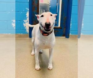 Bull Terrier Dogs for adoption in Rocky Mount, VA, USA