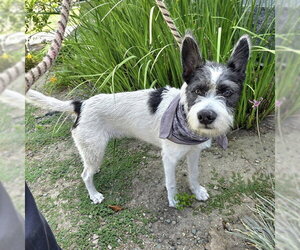 - Mix Dogs for adoption in Long Beach, CA, USA