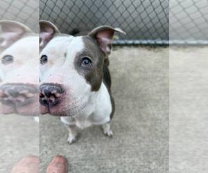 American Pit Bull Terrier-Unknown Mix Dogs for adoption in Crete, IL, USA
