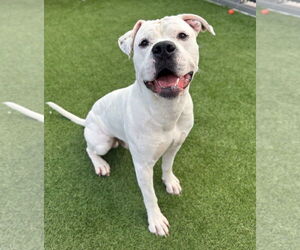 Argentinian Mastiff Dogs for adoption in Goodyear, AZ, USA