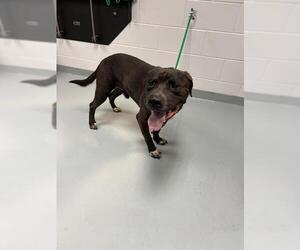 American Pit Bull Terrier-Unknown Mix Dogs for adoption in St. Cloud, FL, USA