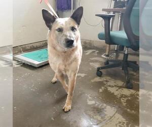 Mutt Dogs for adoption in Camarillo, CA, USA