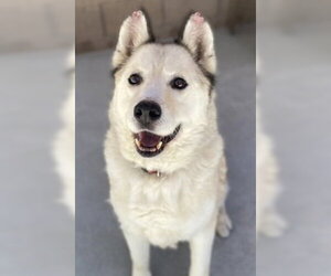 Siberian Husky Dogs for adoption in Salinas, CA, USA