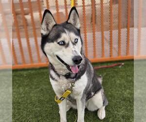 Siberian Husky-Unknown Mix Dogs for adoption in Las Vegas, NV, USA