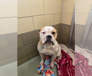 American Bulldog Dogs for adoption in Riverside, CA, USA