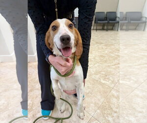 Beagle-Unknown Mix Dogs for adoption in Hilton Head, SC, USA