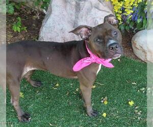 American Pit Bull Terrier-Unknown Mix Dogs for adoption in Oklahoma City, OK, USA