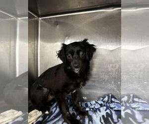 Spaniel-Unknown Mix Dogs for adoption in Chico, CA, USA