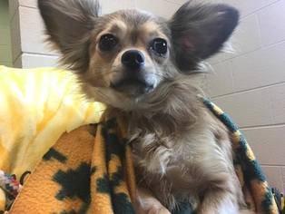Chihuahua Dogs for adoption in Beckley, WV, USA