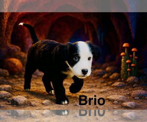 Border Collie-Unknown Mix Dogs for adoption in Sandy, UT, USA