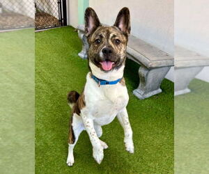 Akita-French Bulldog Mix Dogs for adoption in Petaluma, CA, USA
