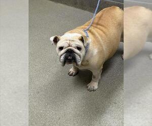 Bulldog-Unknown Mix Dogs for adoption in Las Vegas, NV, USA