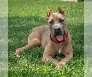 Mutt Dogs for adoption in Easton, MD, USA