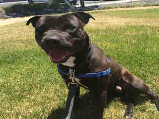 American Staffordshire Terrier Dogs for adoption in Alameda, CA, USA