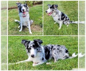 Border Collie Dogs for adoption in Westminster, MD, USA