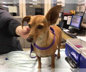 Chiweenie Dogs for adoption in Riverside, CA, USA